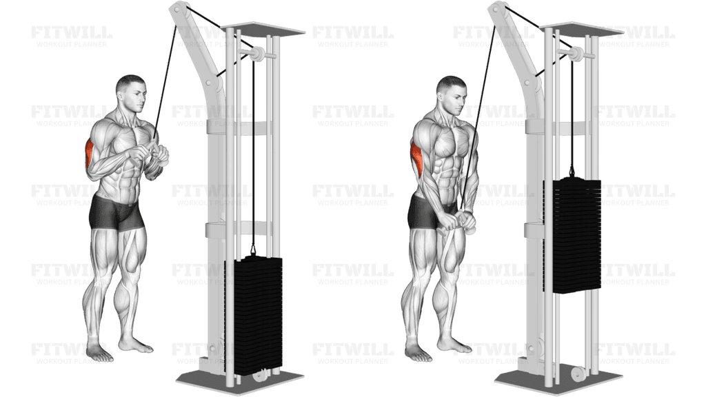 Cable Triceps Pushdown (V-bar) (VERSION 2)