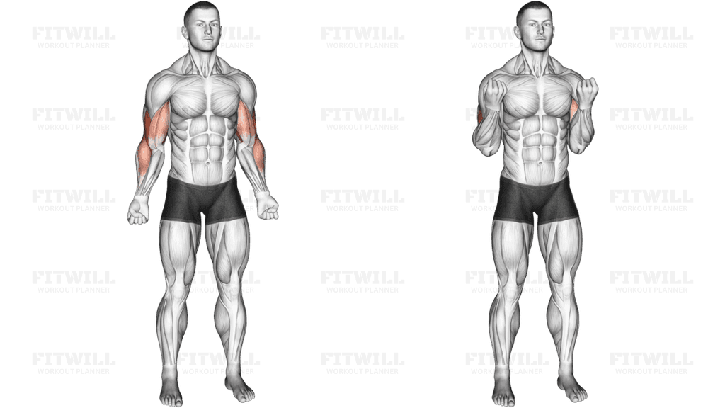 Bodyweight Standing Biceps Curl (VERSION 2)