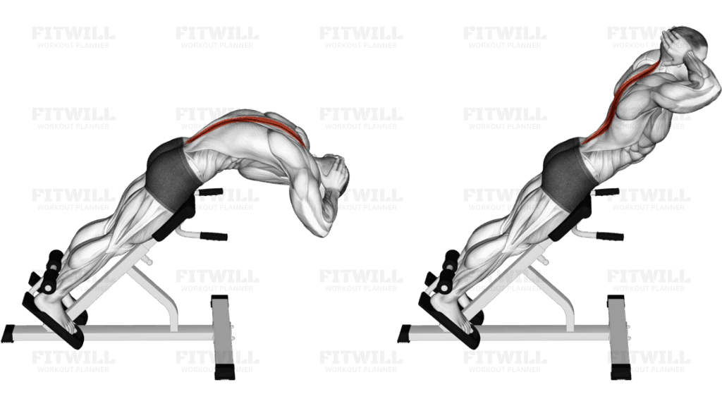 Roman Chair 45 degrees Back Extension