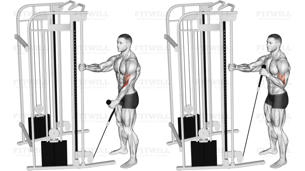 Cable Standing One Arm Hammer Curl with Rope Attachment