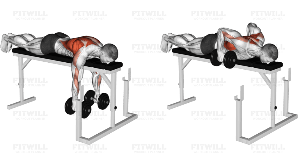 Dumbbell Lying Row on Rack