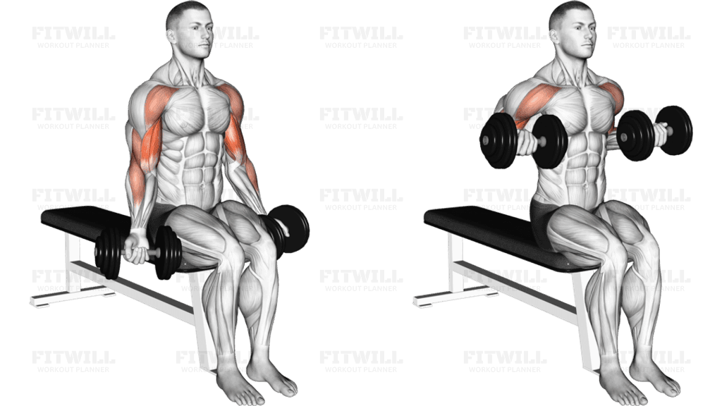 Dumbbell Seated Drag Curl