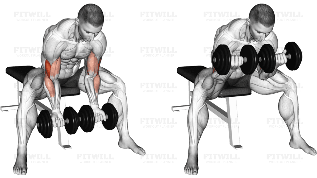 Dumbbell Seated Double Concentration Curl