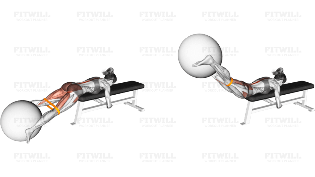 Resistance Band Reverse Hyper with Stability Ball on Flat Bench