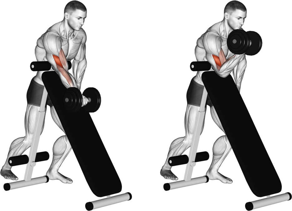 Dumbbell Standing One Arm Curl (over incline bench)