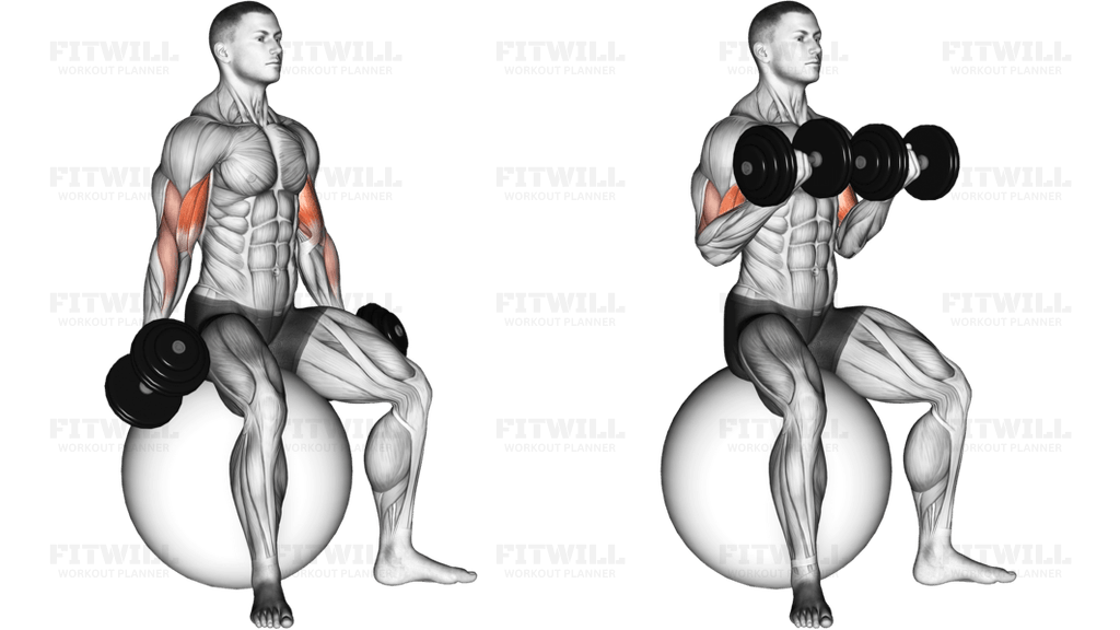 Dumbbell Seated Biceps Curl (on stability ball)