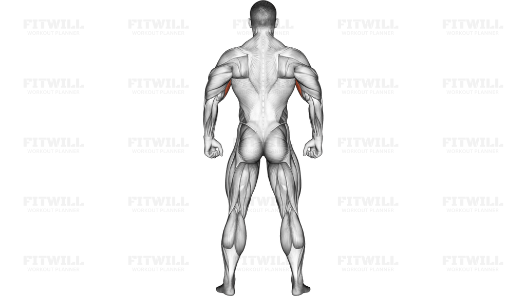 Body muscles. Back view