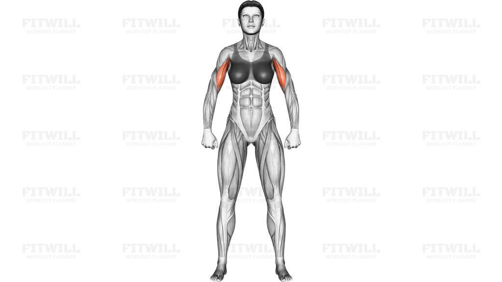 Body muscles. Female. Front view
