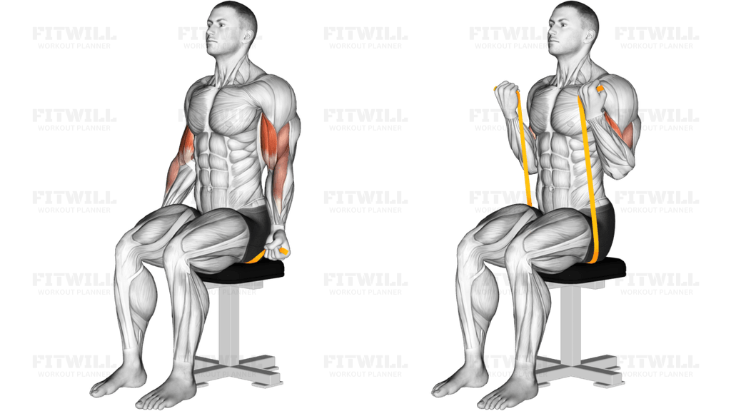 Resistance Band Seated Biceps Curl