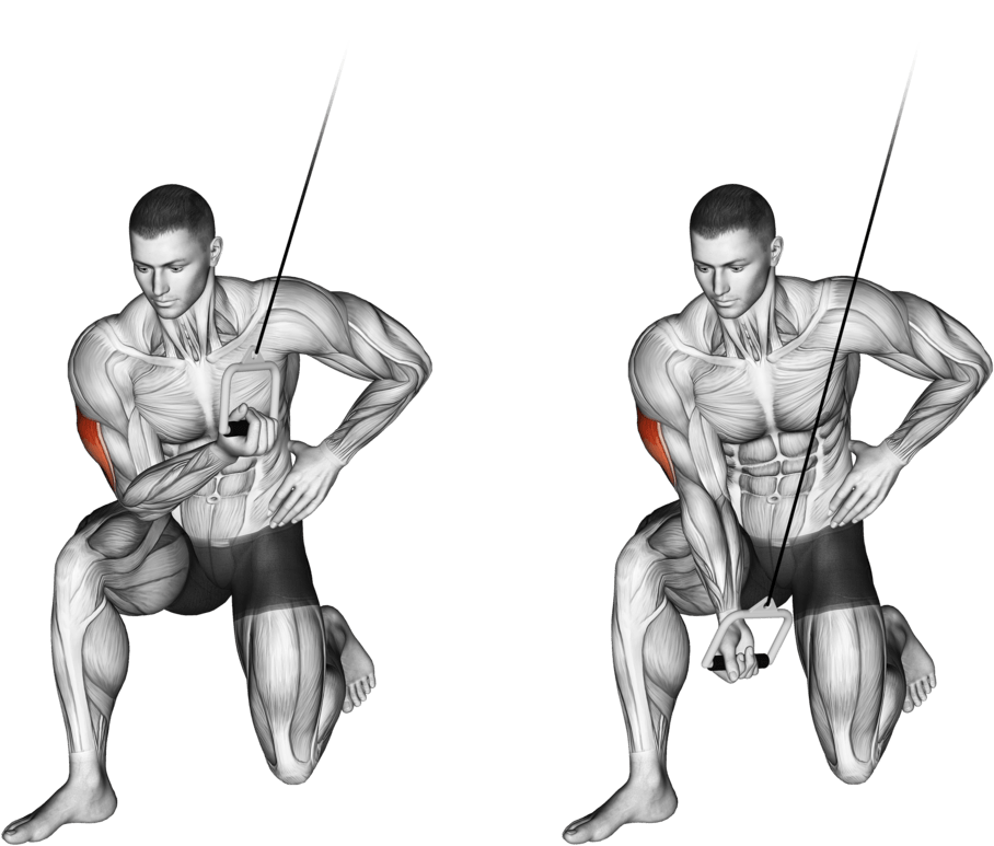 Cable Concentration Extension (on knee)