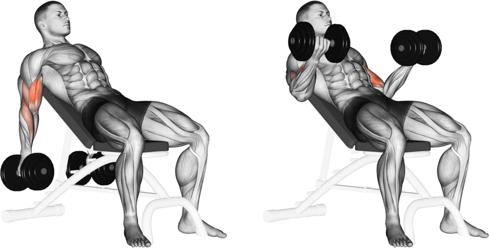Dumbbell Incline Biceps Curl