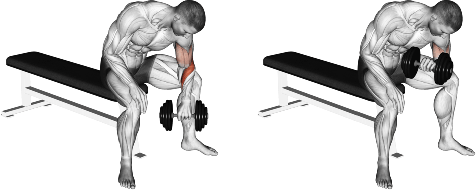 Dumbbell Seated Revers grip Concentration Curl