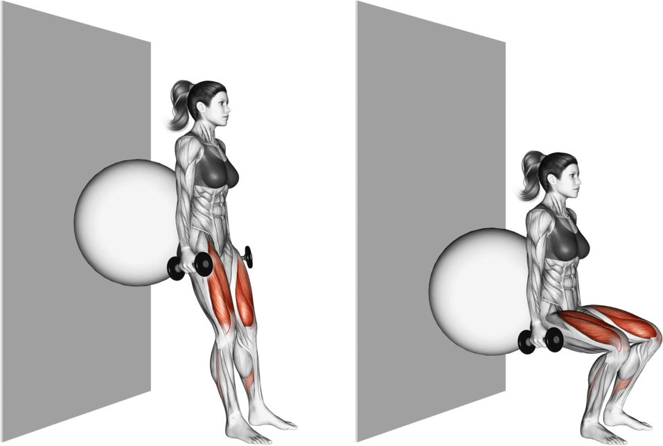 Dumbbell Squat (back on stability ball wall)