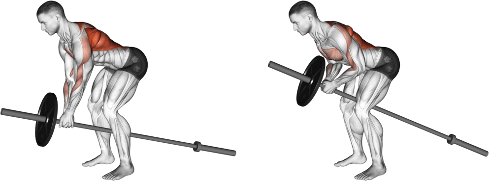Lever Bent over Row (plate loaded)