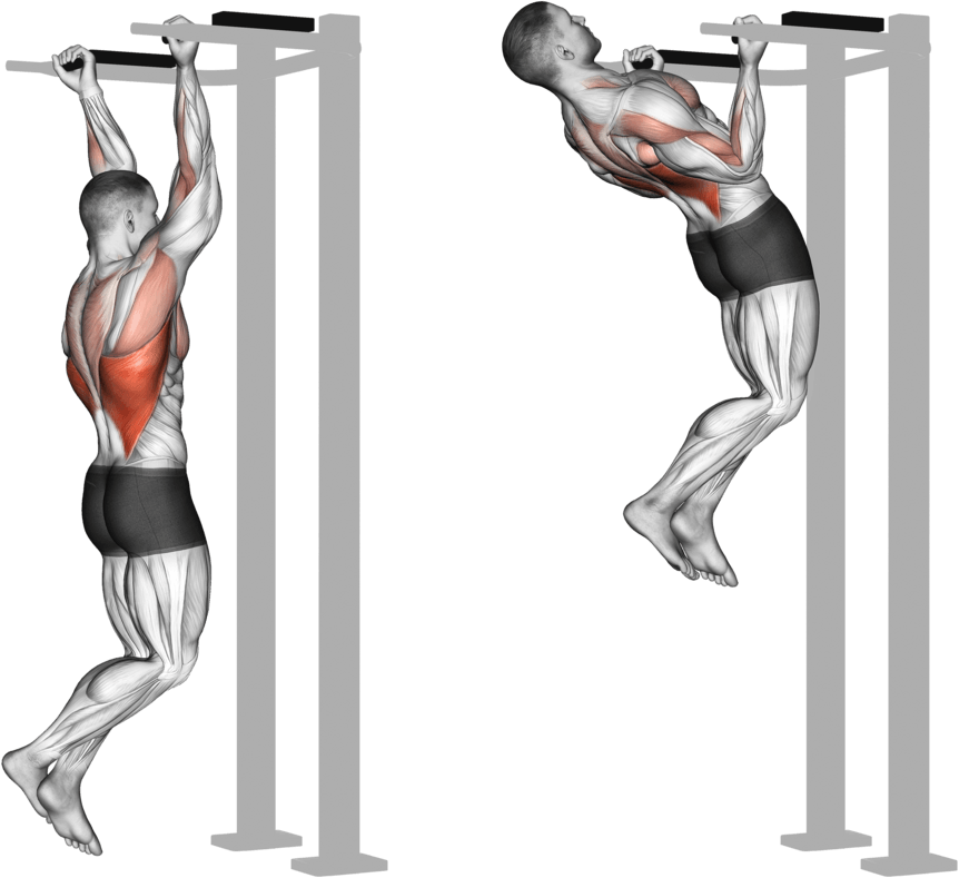 Reverse grip Pull-up
