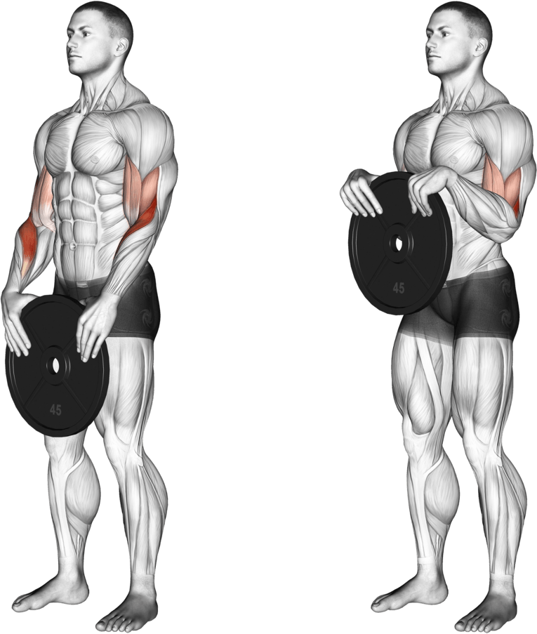 Weighted Standing Curl