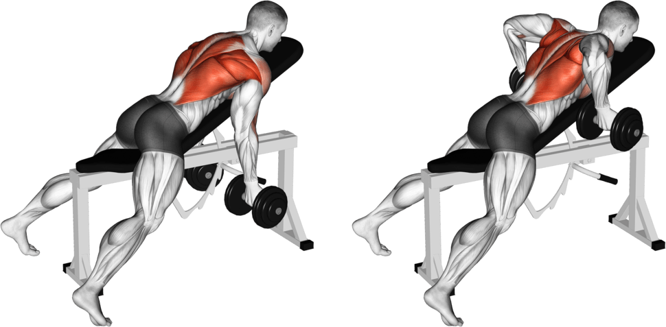 Dumbbell Reverse Grip Incline Bench Two Arm Row