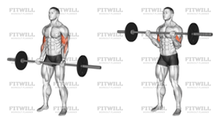 Barbell Curl
