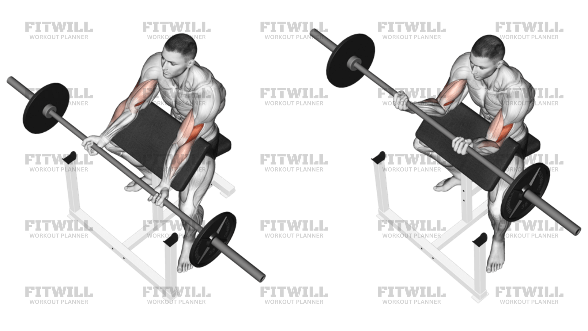 Preacher bench exercises hotsell