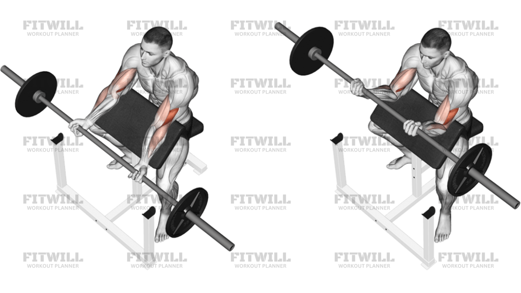 Barbell Preacher Curl