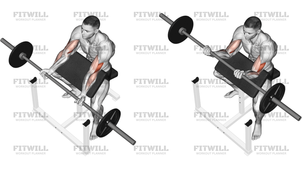 Barbell Preacher Curl
