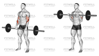 Barbell Reverse Curl