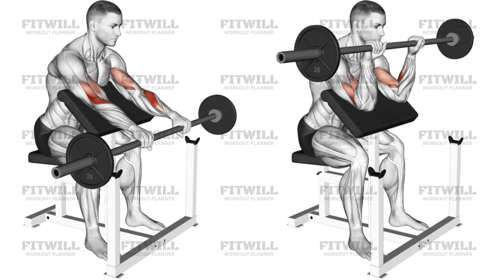 Barbell Reverse Preacher Curl