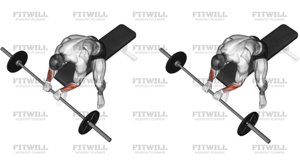Barbell Reverse Wrist Curl