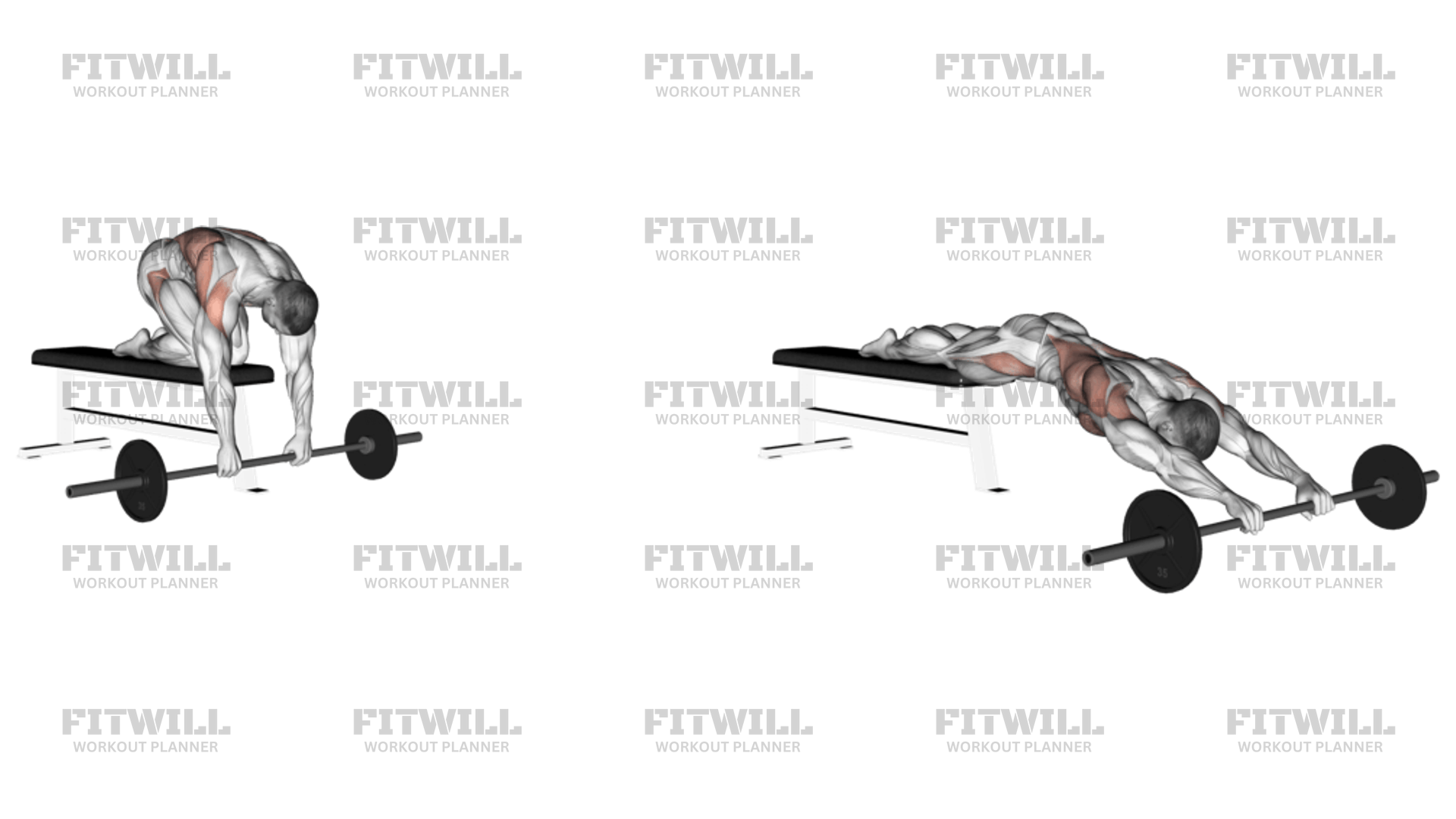 Barbell rollout hotsell