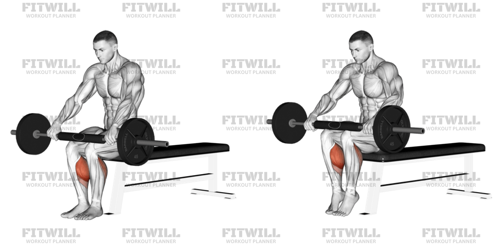 Barbell Seated Calf Raise Exercise Video Fitwill