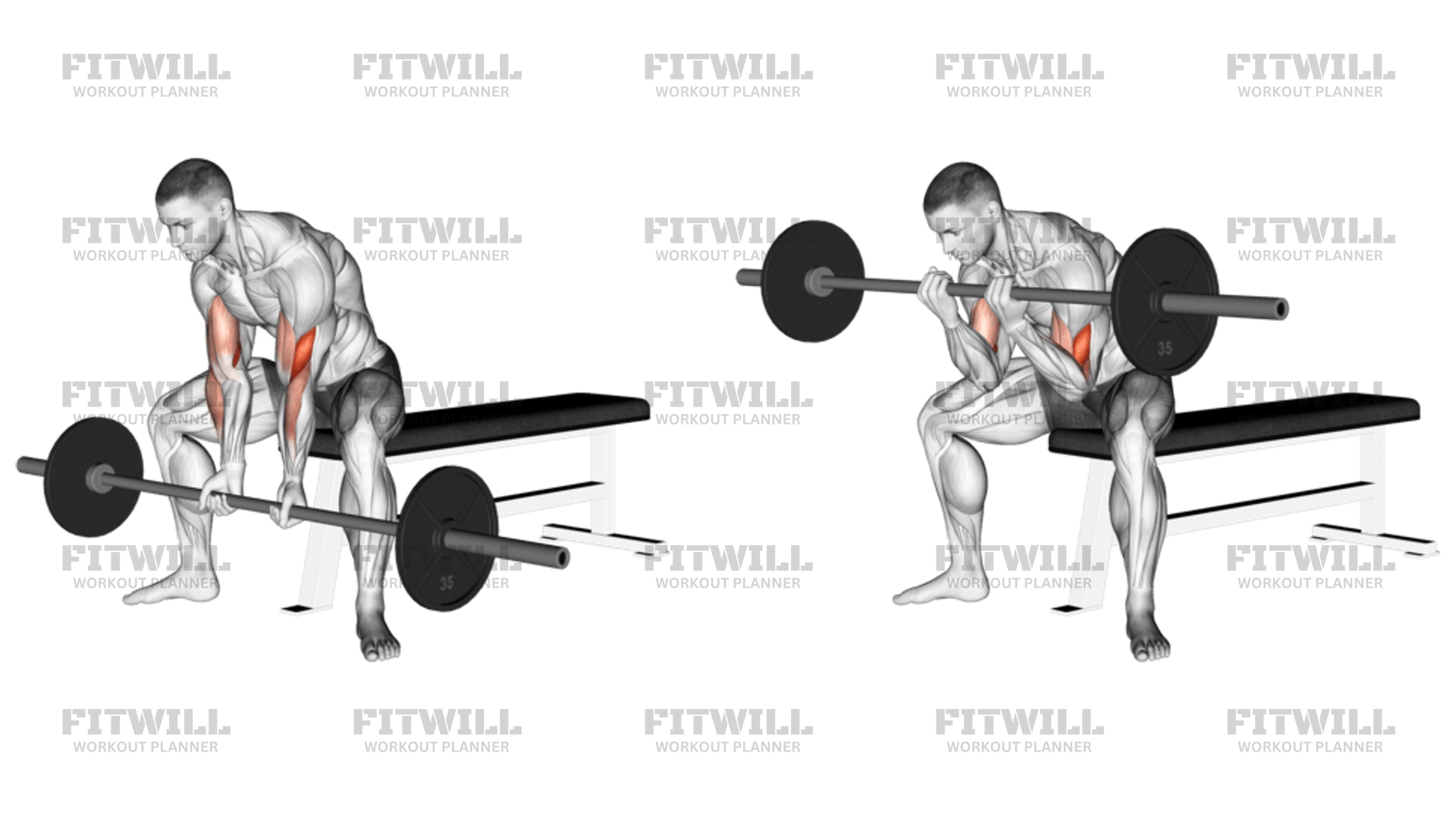 Barbell concentration curl hotsell