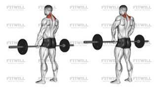 Barbell Shrug