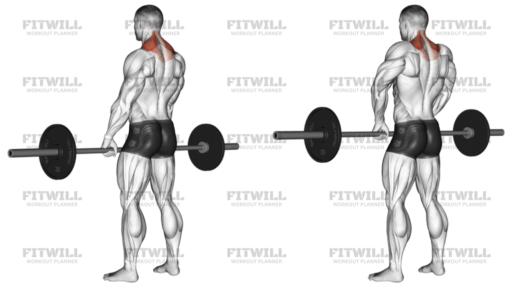 Barbell Shrug