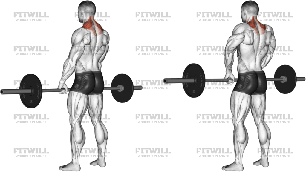 Barbell Shrug