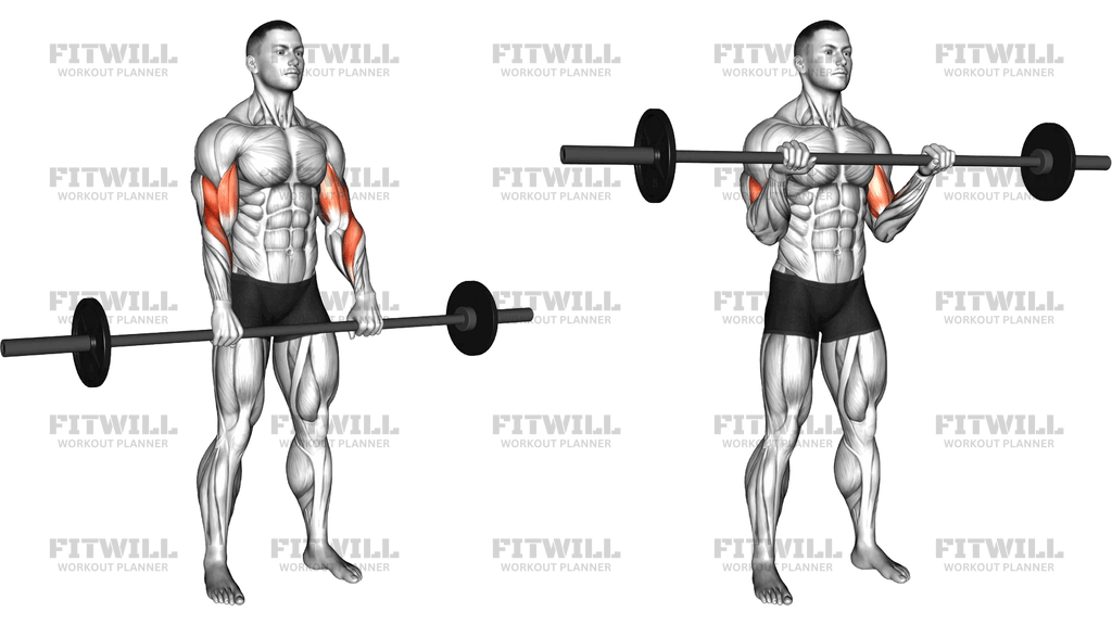 Barbell Standing Reverse-Grip Curl