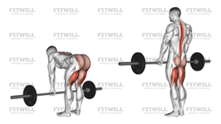 Barbell Straight Leg Deadlift
