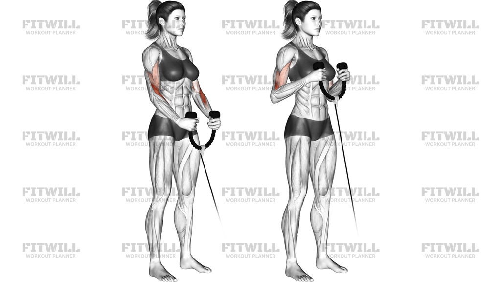 Cable Hammer Curl