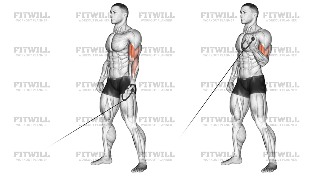 Cable One-Arm Curl