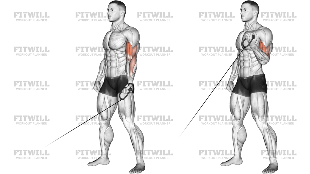 Cable One-Arm Curl