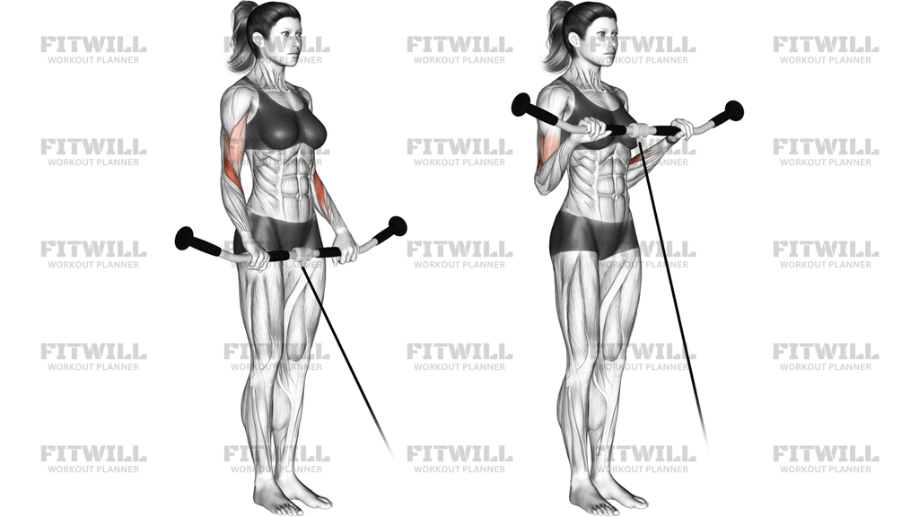 Cable Reverse Curl
