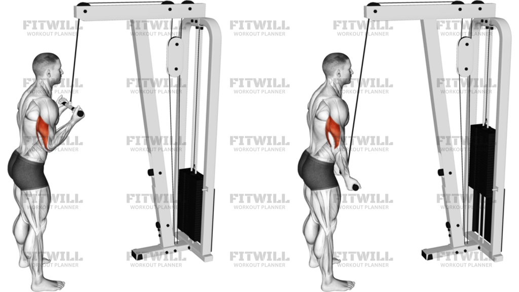 Cable Reverse-Grip Pushdown