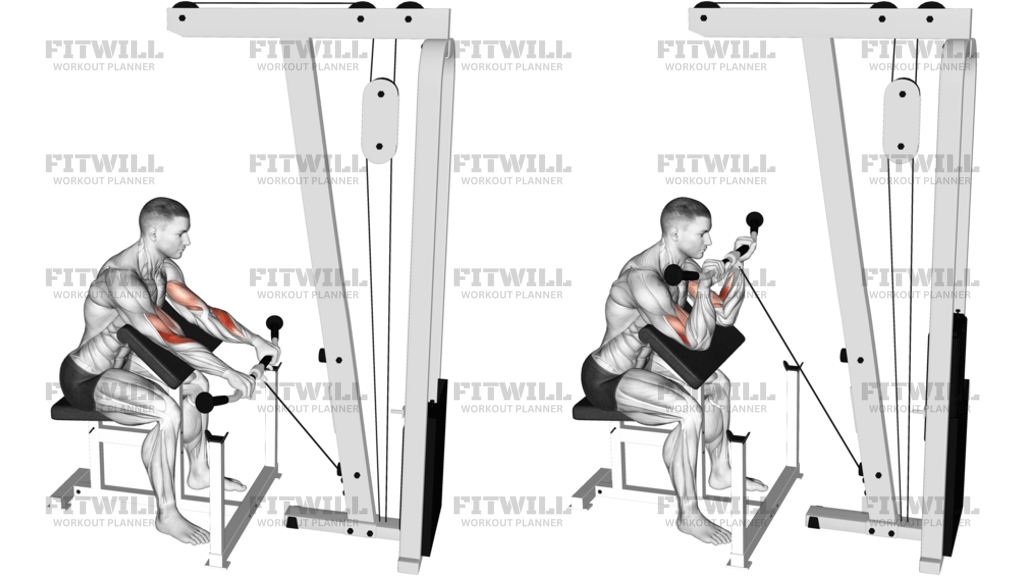 Cable Reverse Preacher Curl
