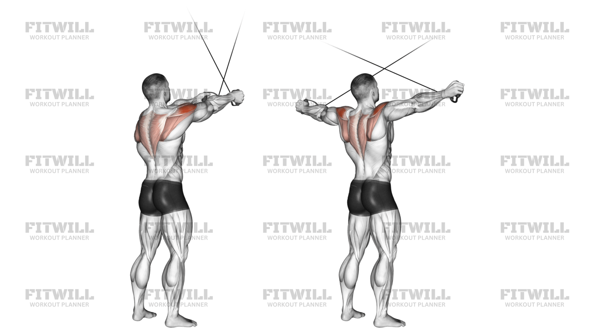 Reverse Cable Fly Exercise Guide Video Techniques Benefits How to Muscles Worked Tips Tricks Fitwill
