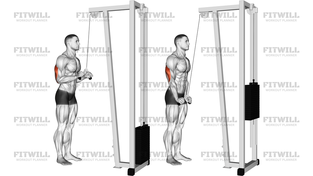 Cable V-Bar Triceps Pushdown