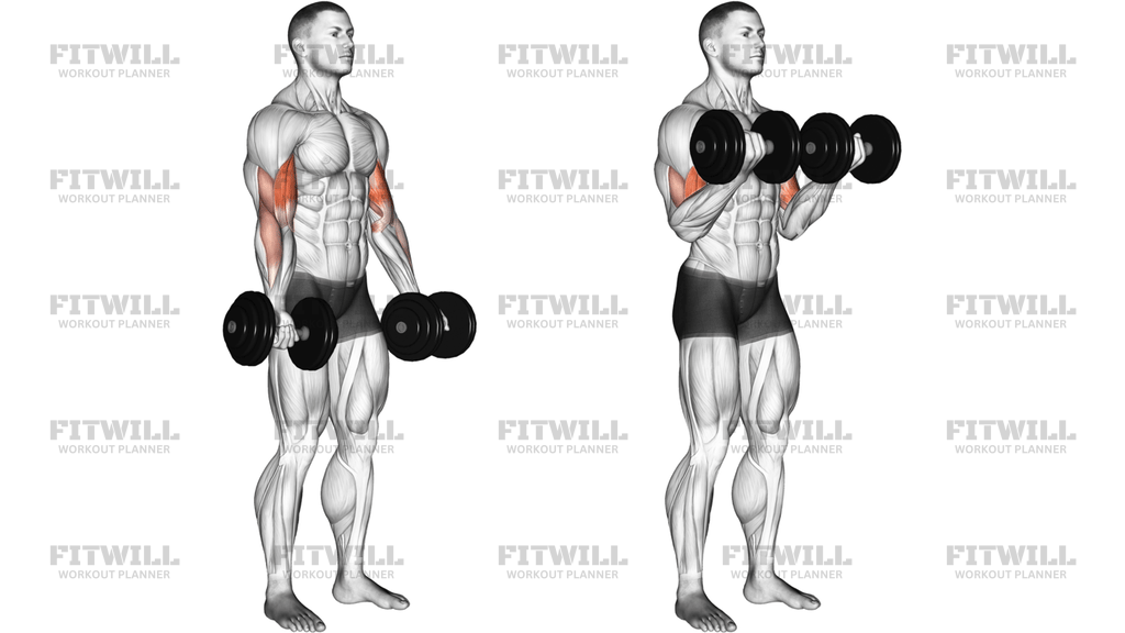 Dumbbell Biceps Curl
