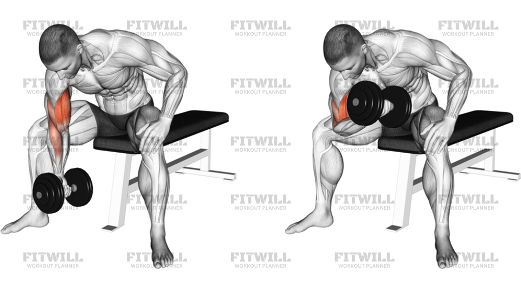 Dumbbell Concentration Curl