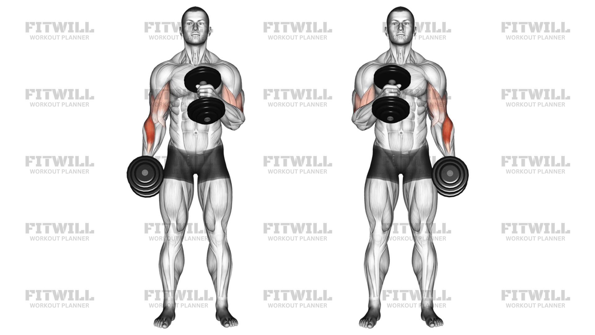 Hammer curls target hotsell