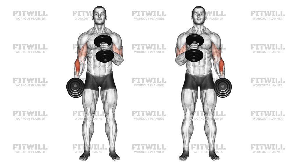 Dumbbell Cross Body Hammer Curl Exercise Guide Video Techniques Benefits How to Muscles Worked Tips Tricks Fitwill