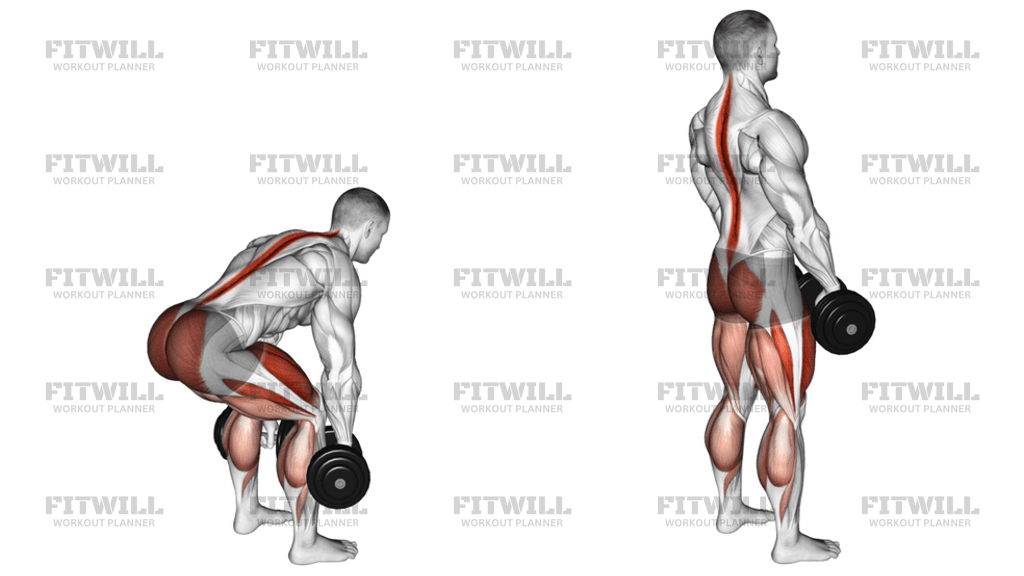 Dumbbell Deadlift