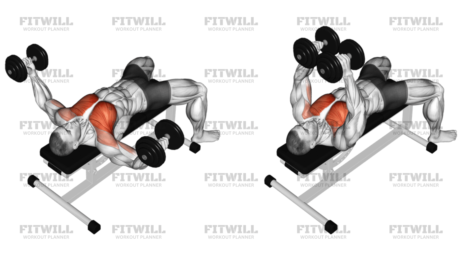 Dumbbell Chest Fly: Exercise Guide, Video, Techniques, Benefits, How to ...